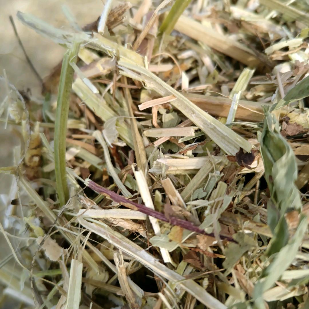 正在前行的80后（出售牛，羊草料花生秧）