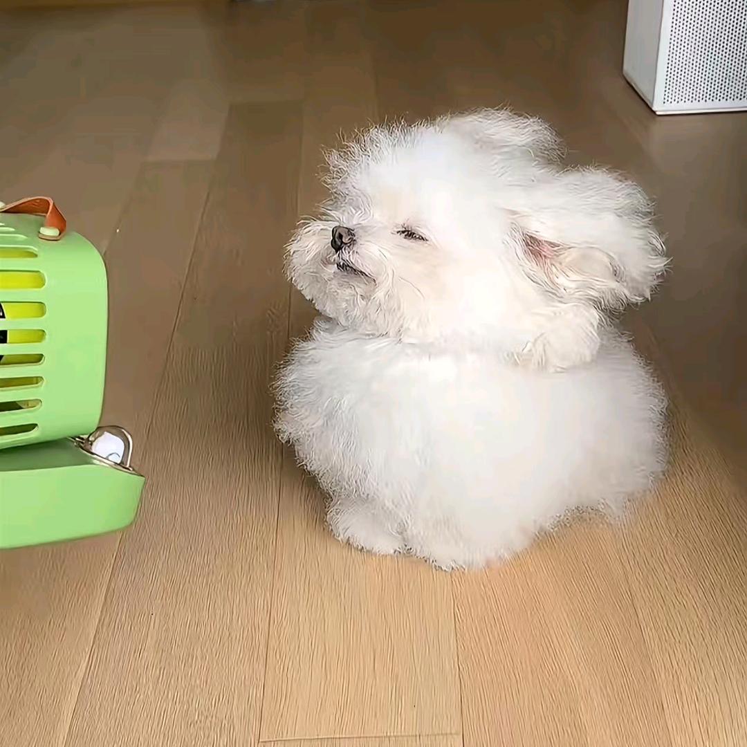 梦见酱