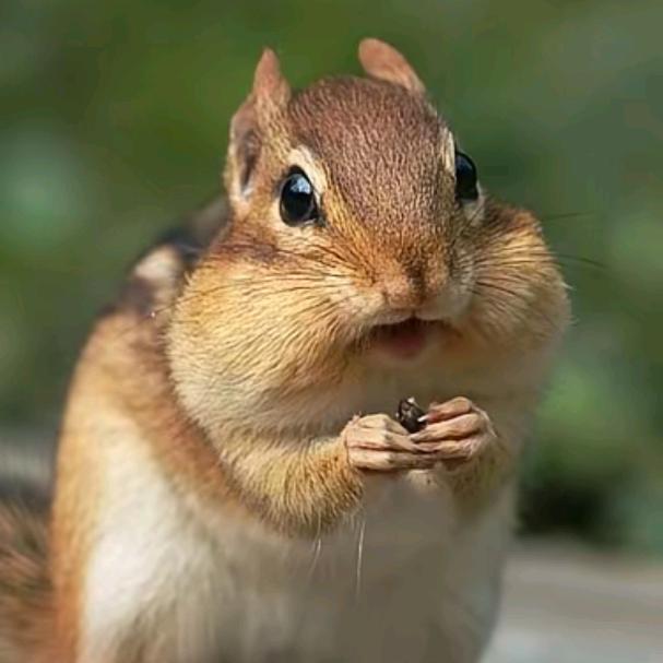 花栗鼠之神(凭实力过冬版)