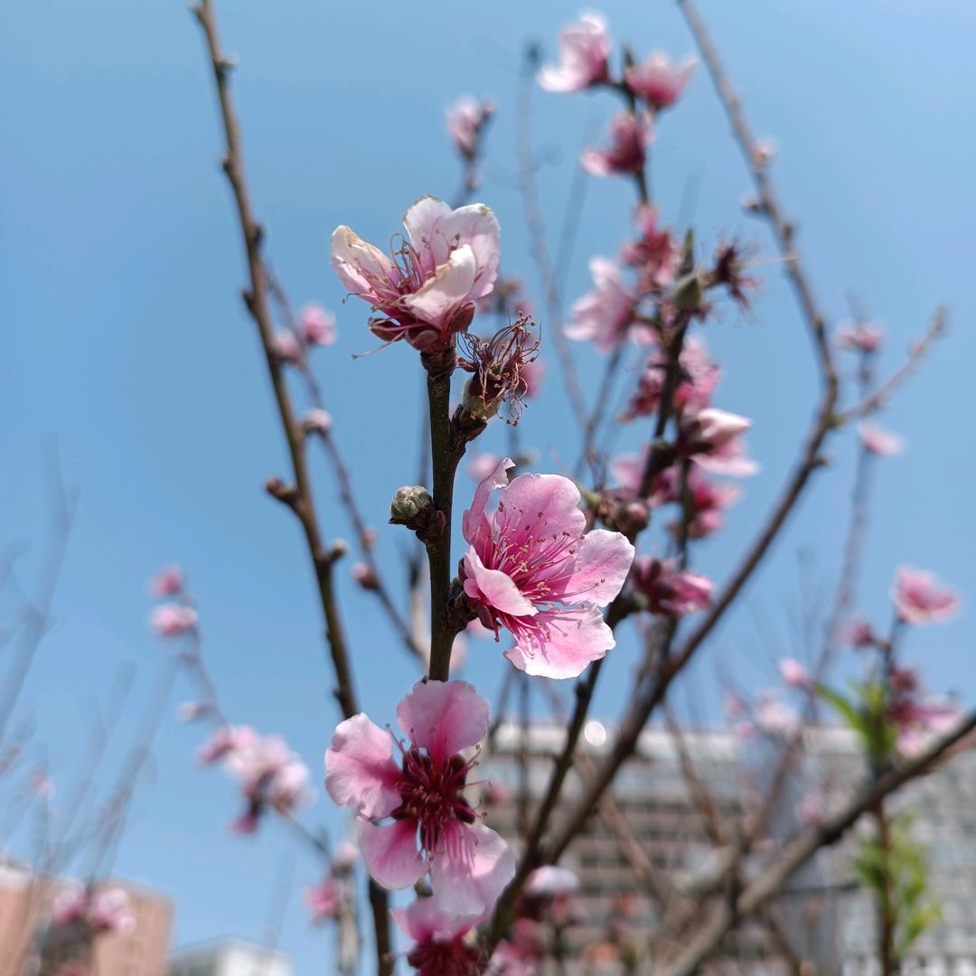 🌈💨养花～日记