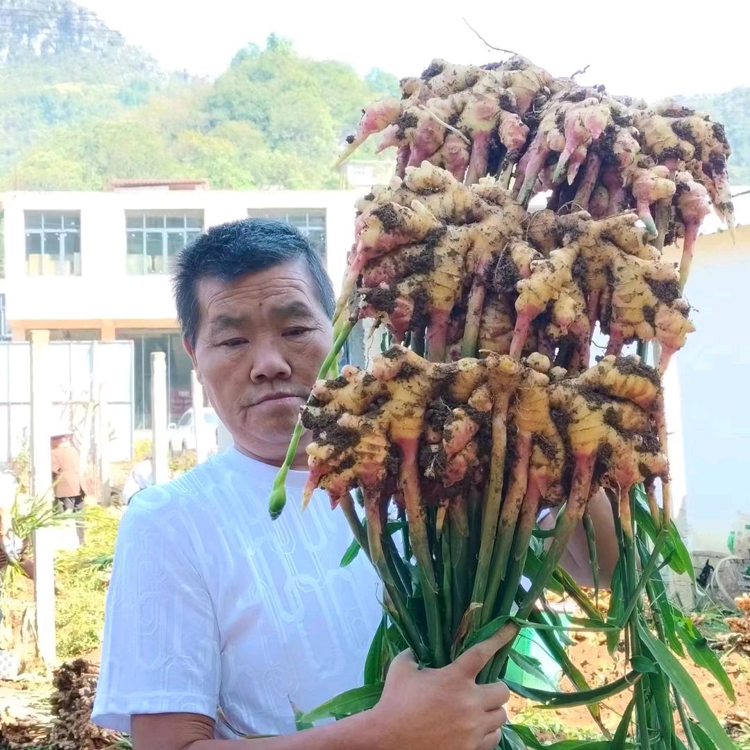 中华尹氏贵州省黄果树