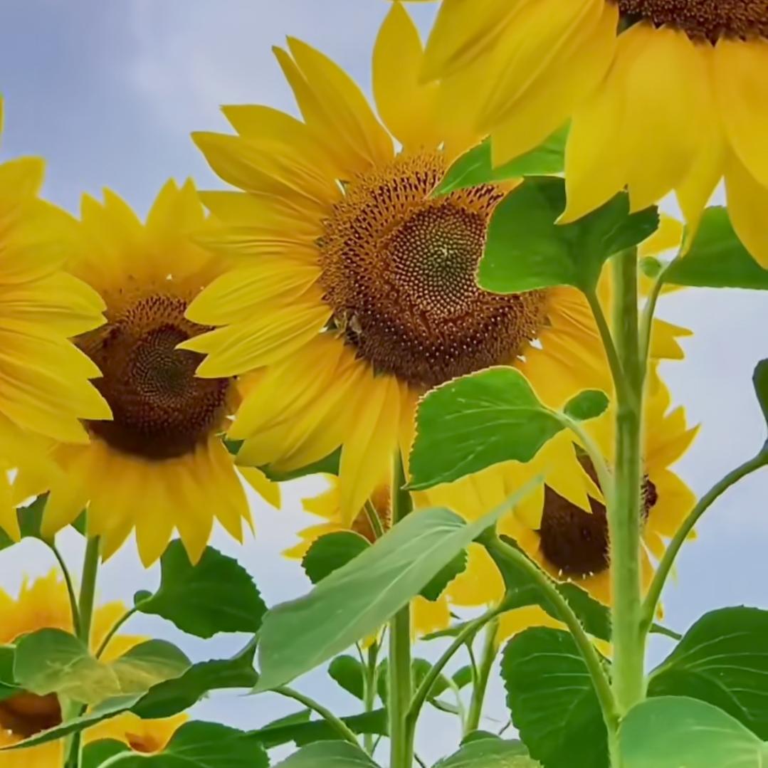 AY顺其自然