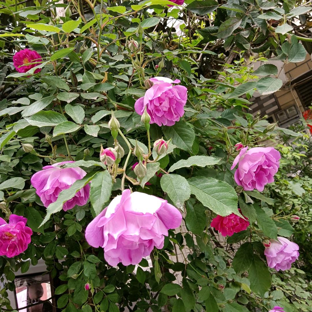 圆梦