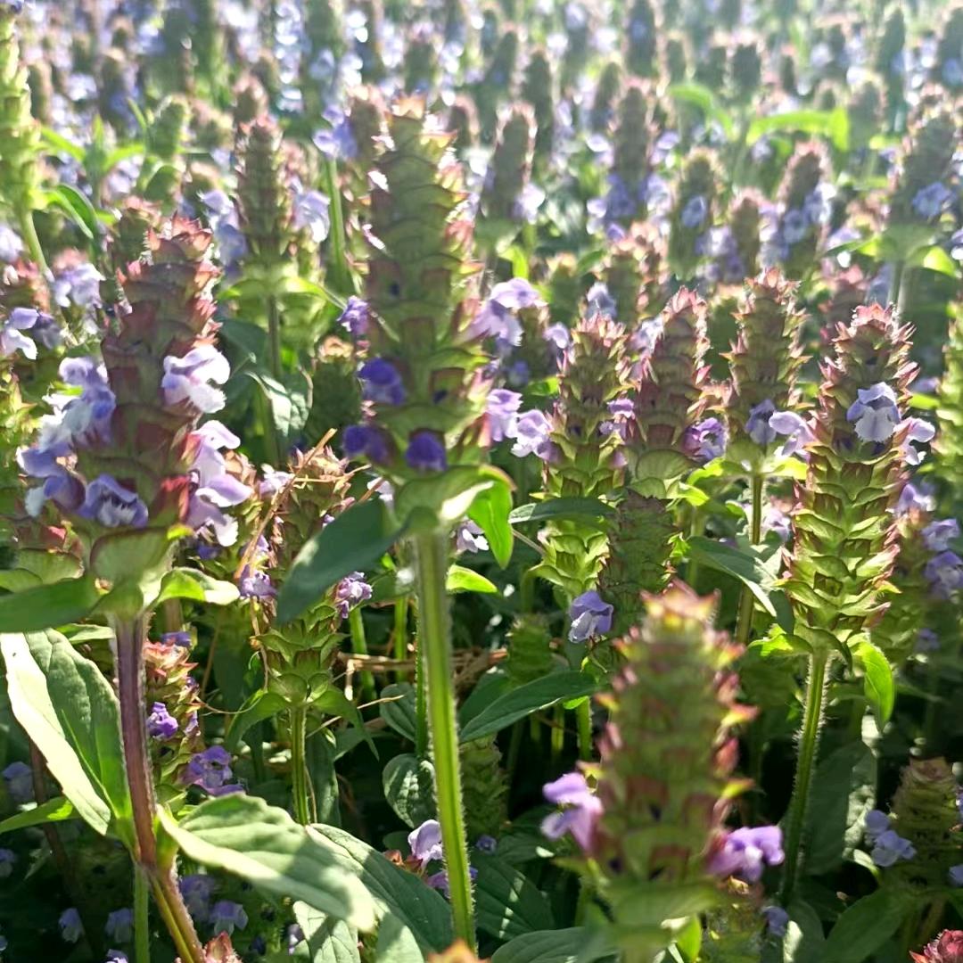 夏枯球产地小铺