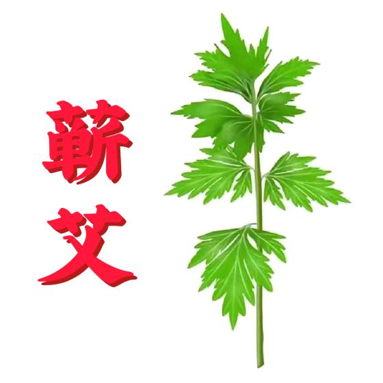 蕲春艾草