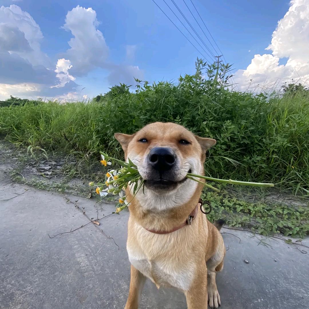 小🐕