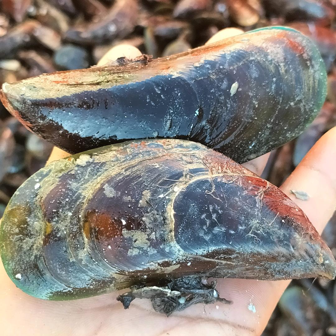 海鲜佬