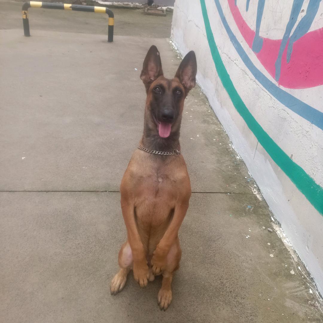 爱犬王子