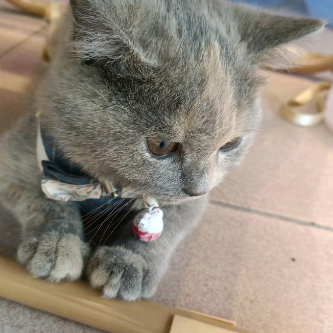 圆家咪
