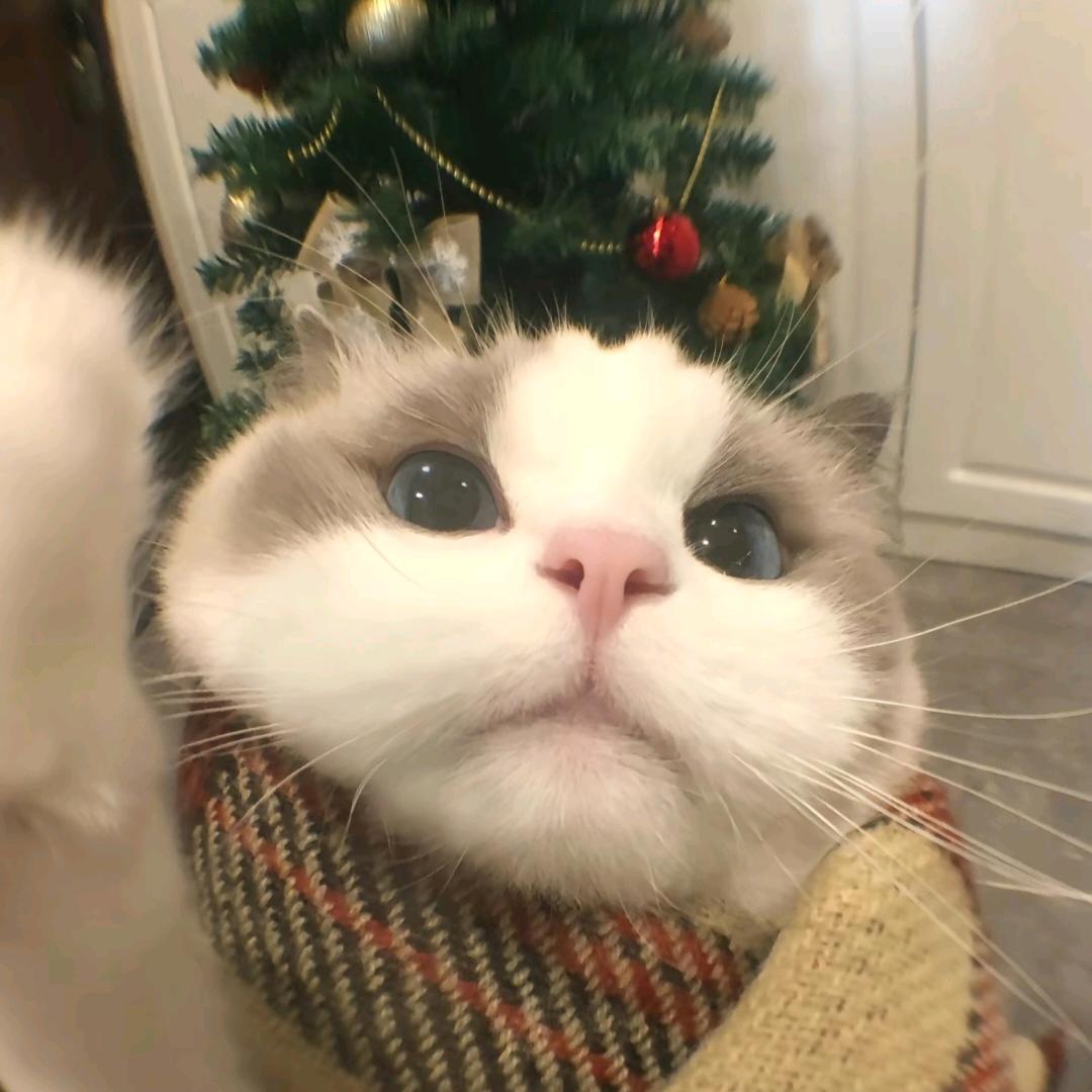 鹤辞