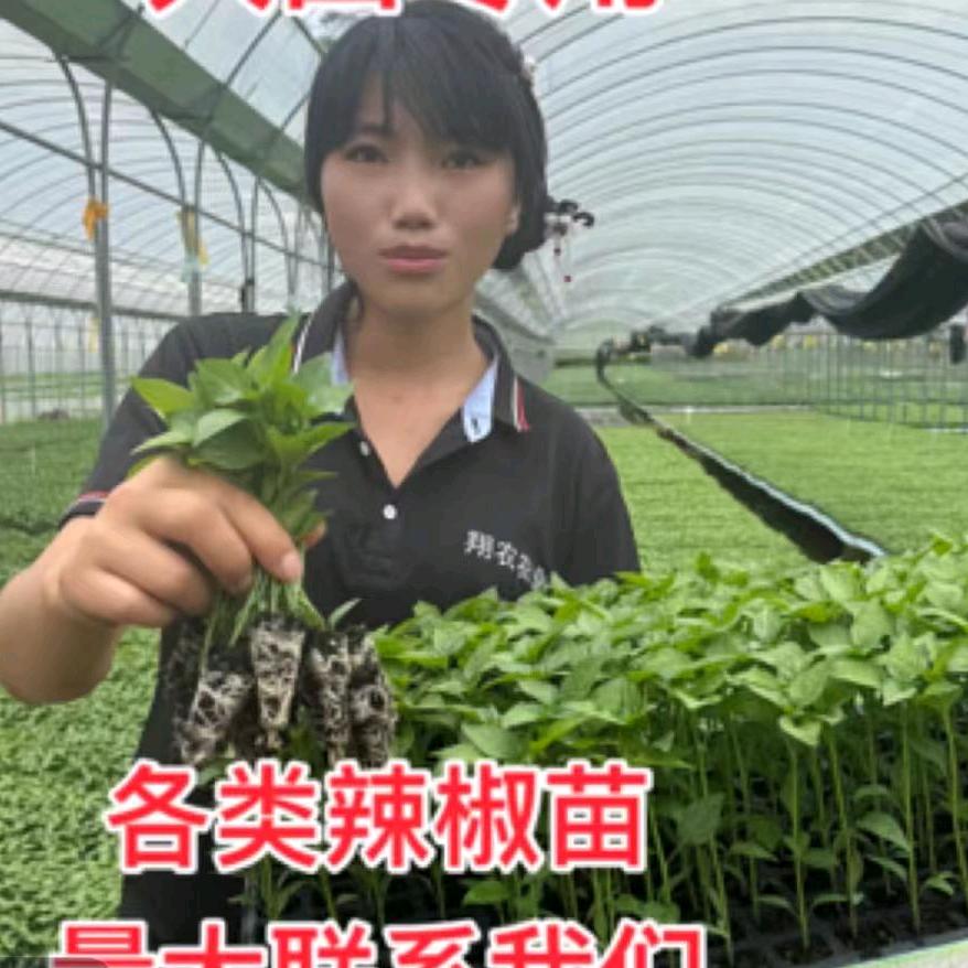 翔农农业沈丫头