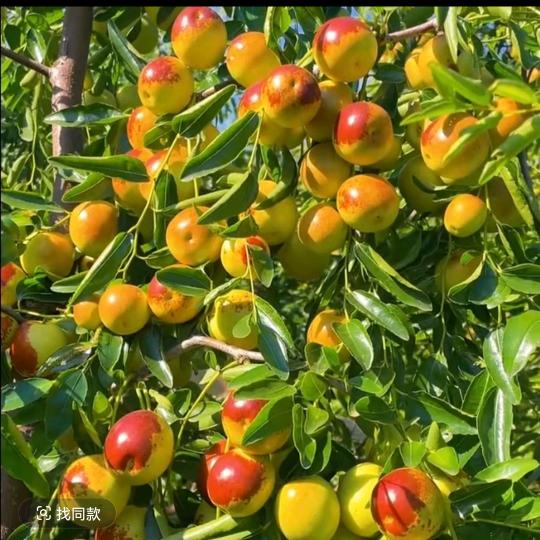 凌花果树苗木专营店