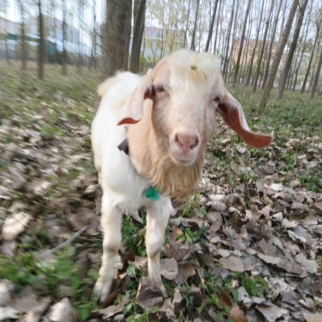 爱放羊的徐奶奶