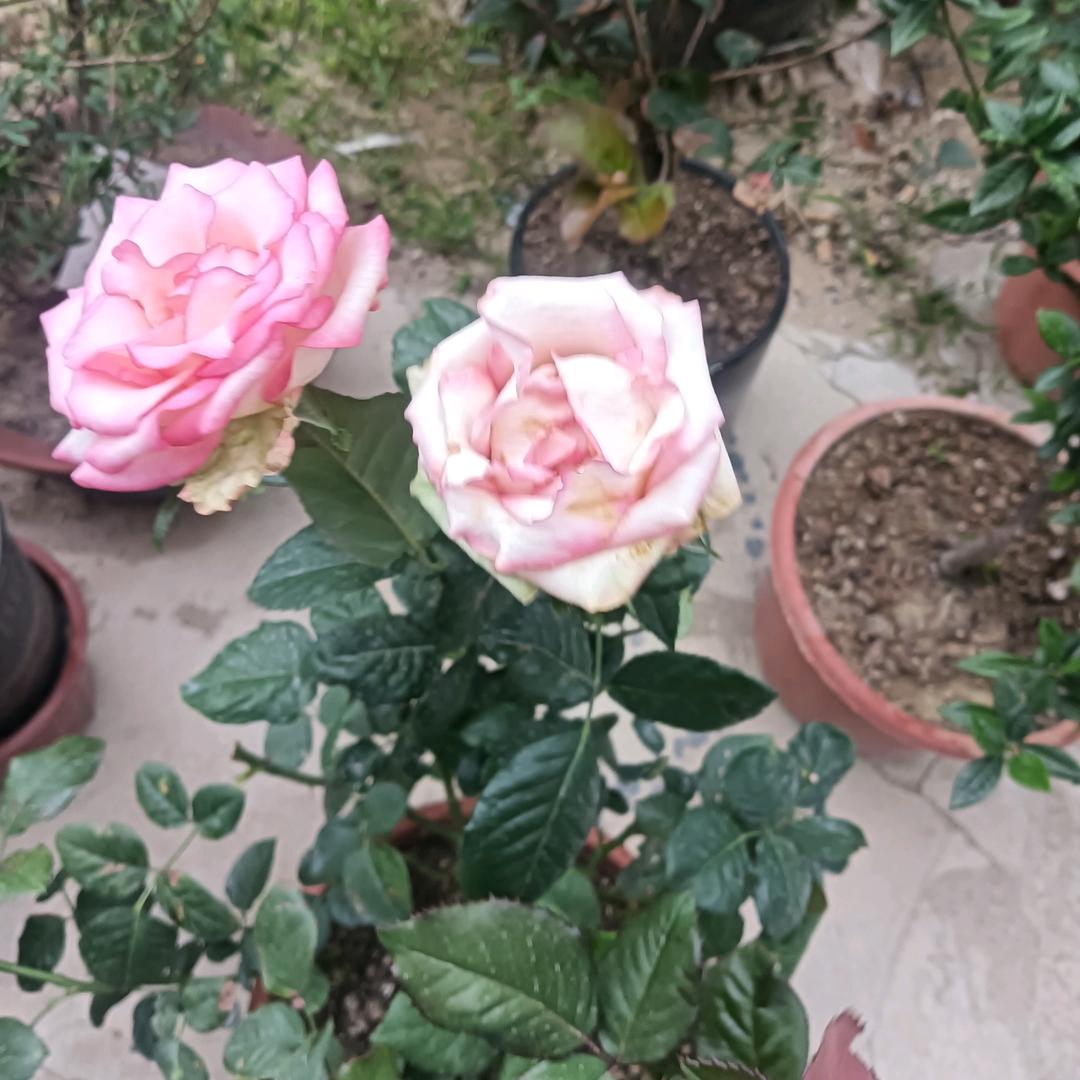 爱💕在💕心🌸中🌸