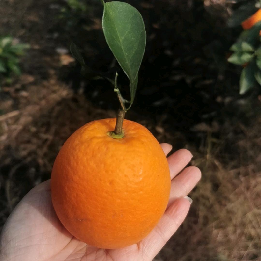 常州依师电商有限公司