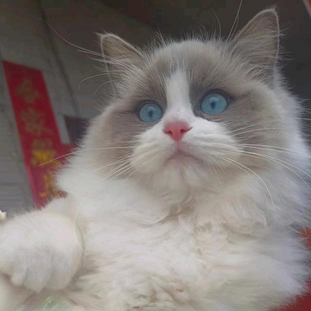 淡泊