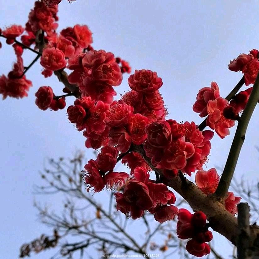 我爱梅花