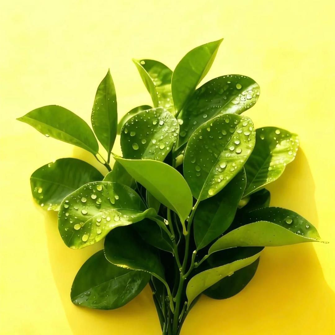 财神爷的幸运儿