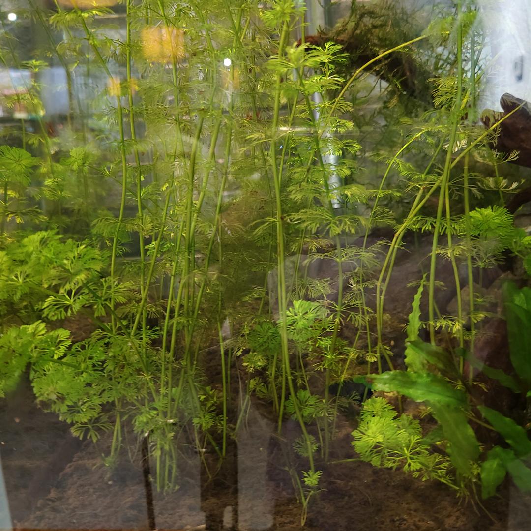 趴在桌子上数羊