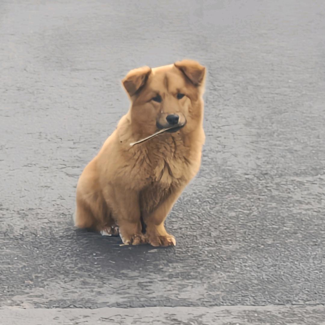叮当猫-
