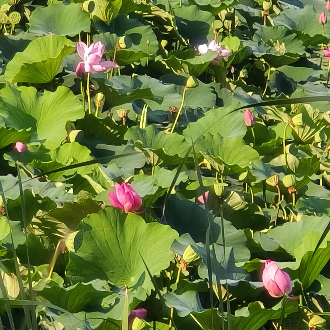 @小丽🌸