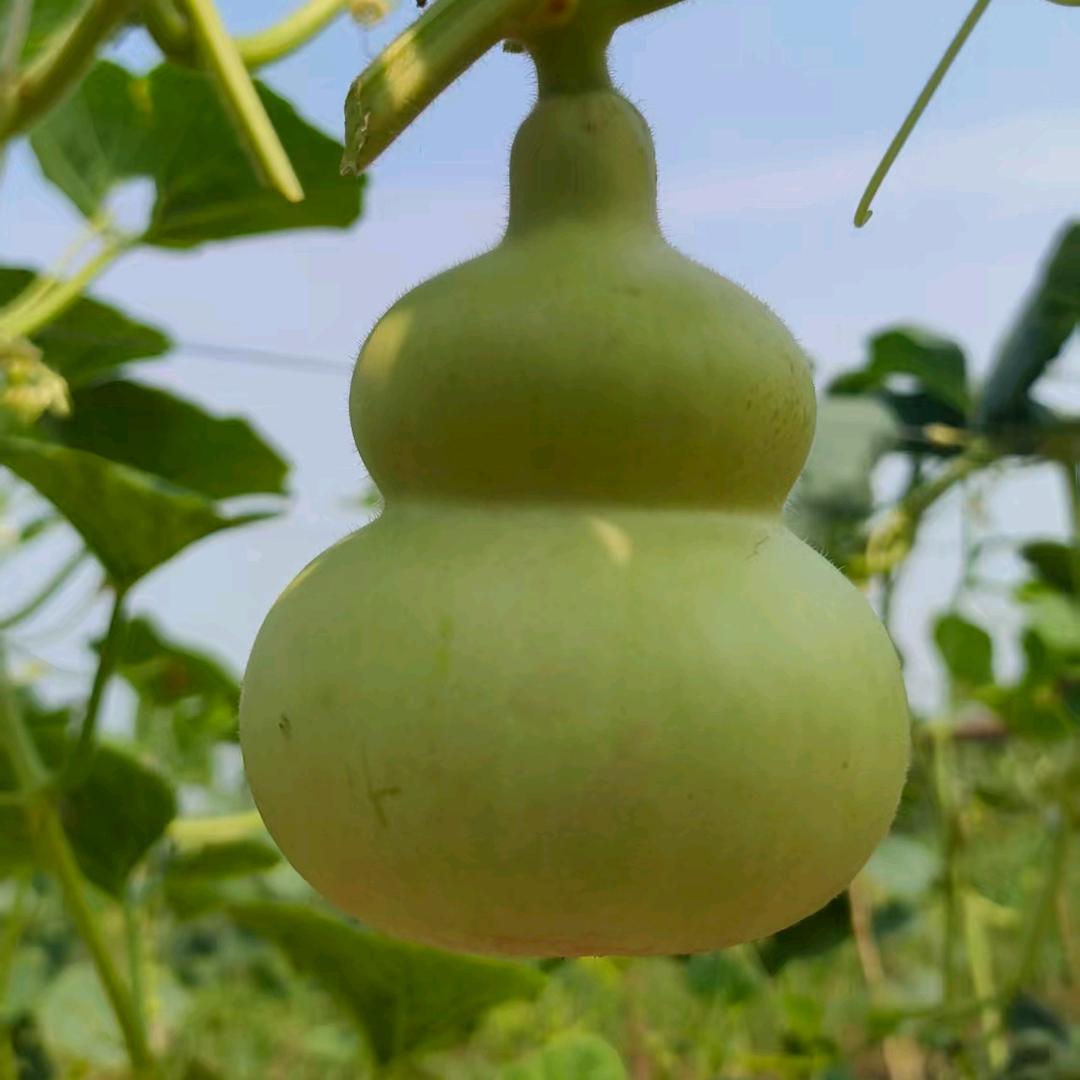 葫芦福缘