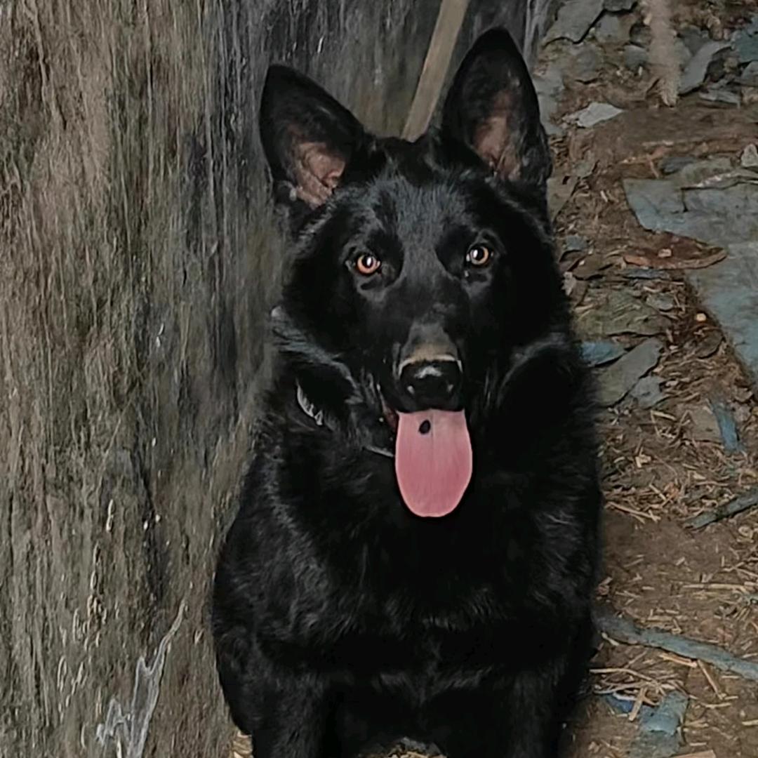 新哥犬业