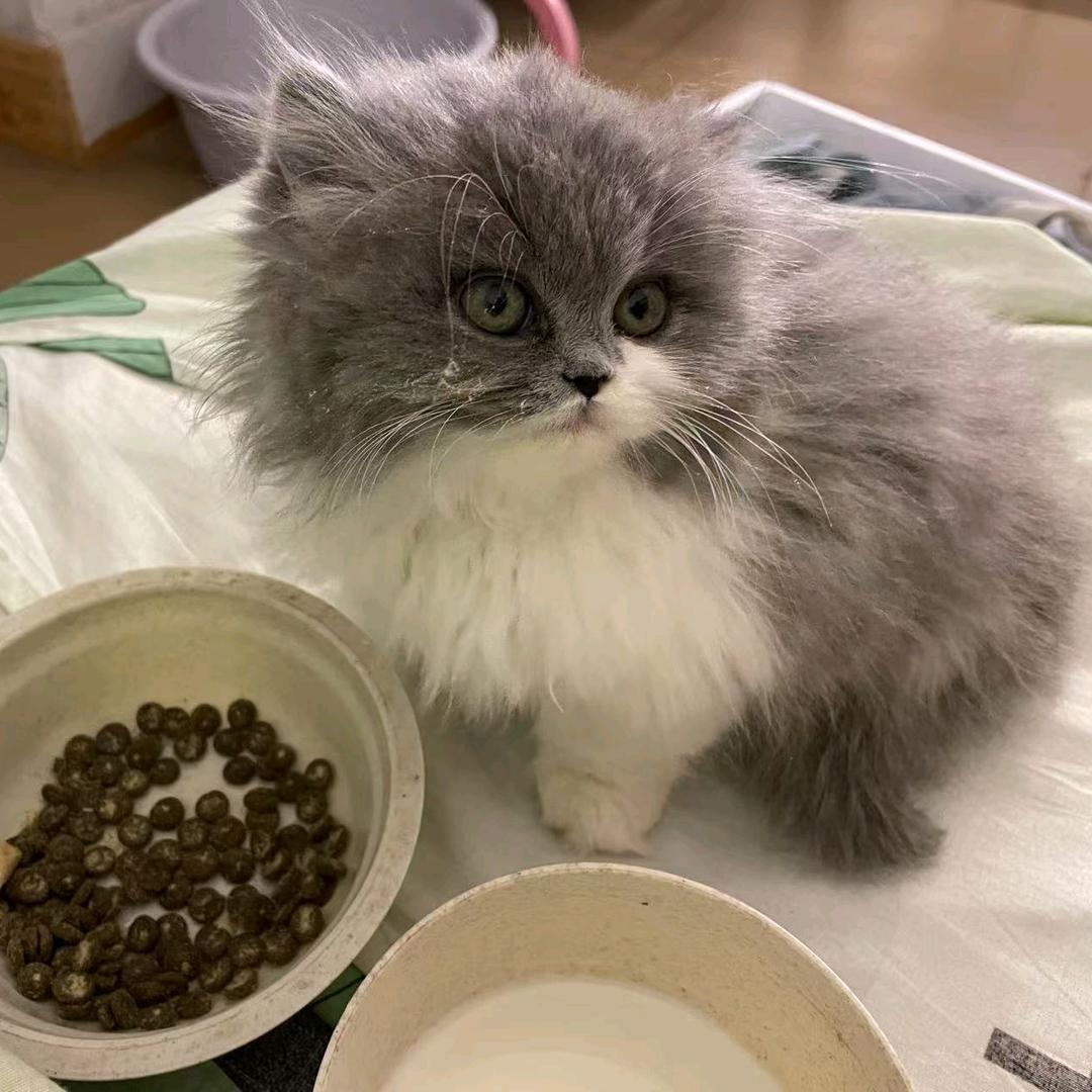 一只幸福的小猫咪🐱