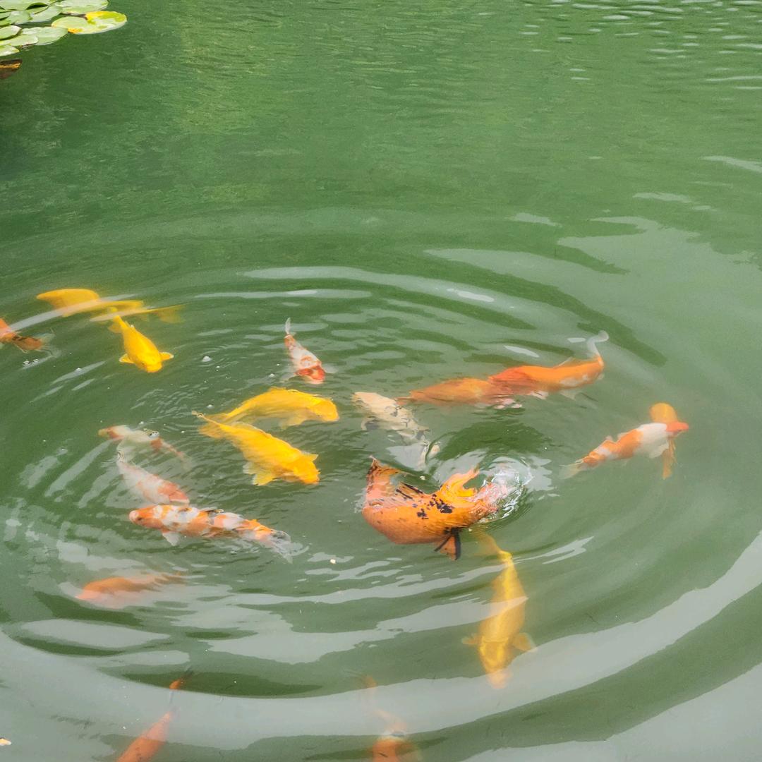 辉辉