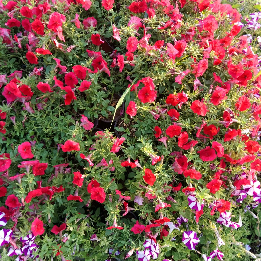 快乐满意快乐星