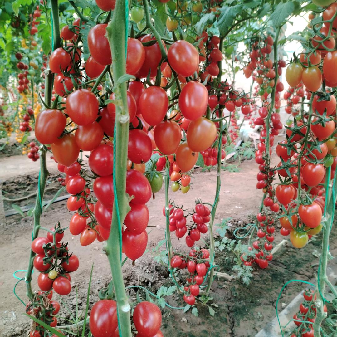 风生水起🍒🍒🍒