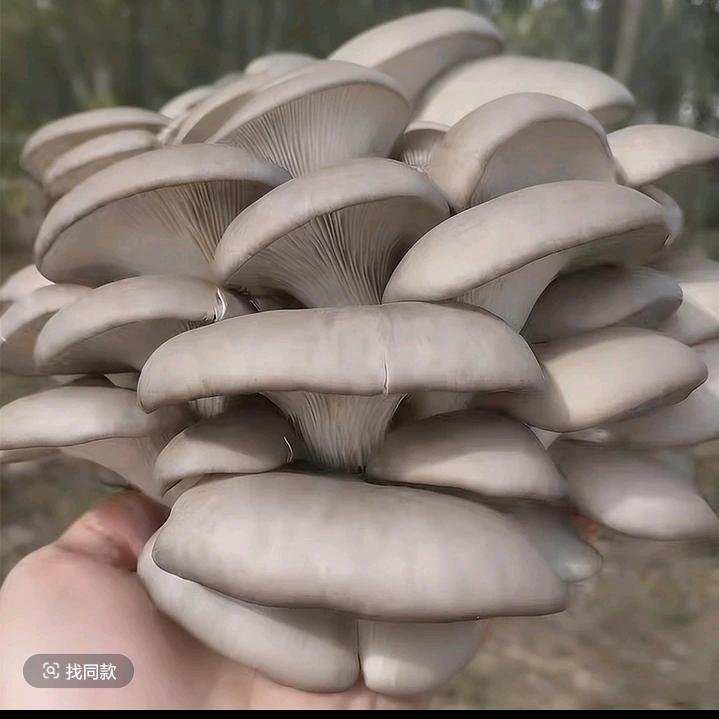 采蘑菇的小朋友