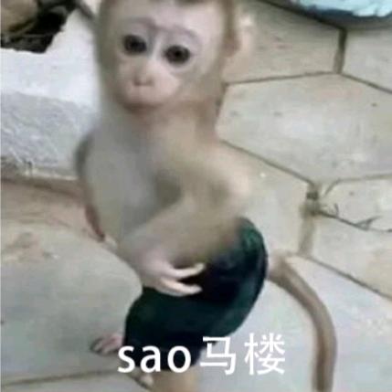 一只传说中的sao马楼