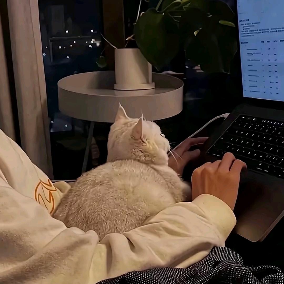 墙角的猫
