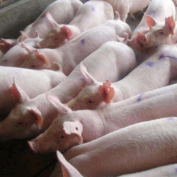 贵州大型种猪场