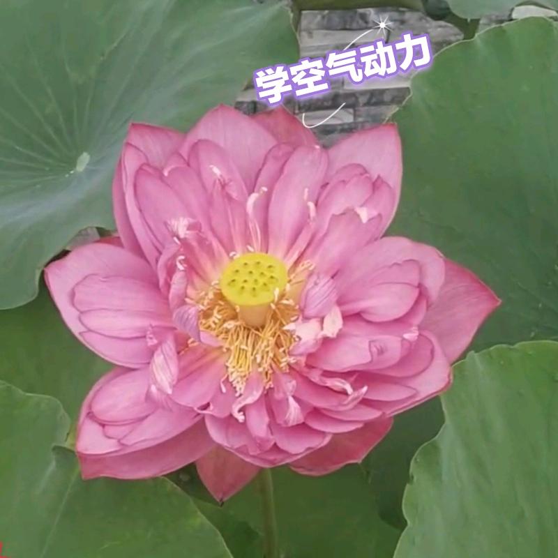 空气动力小哥