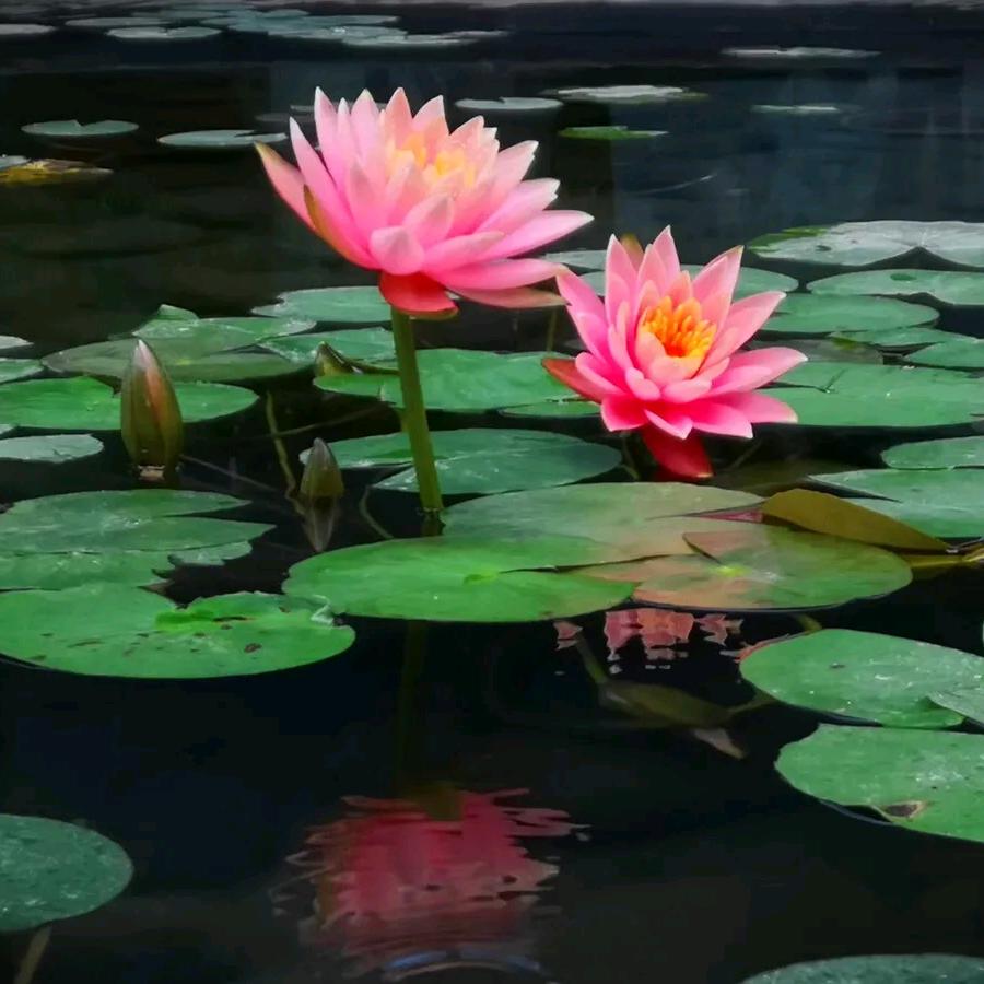 心静❤️如水