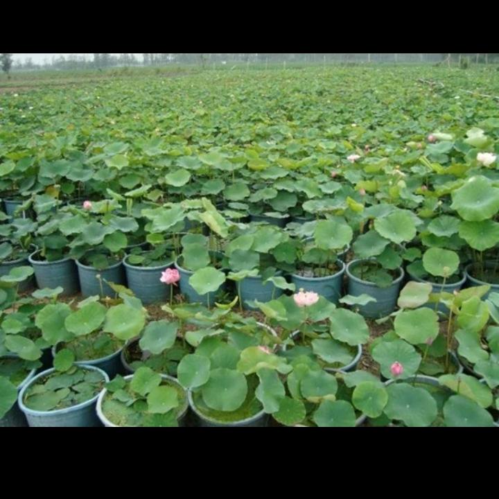 憧憬荷花