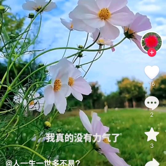 老坛脆皮手撕鸡