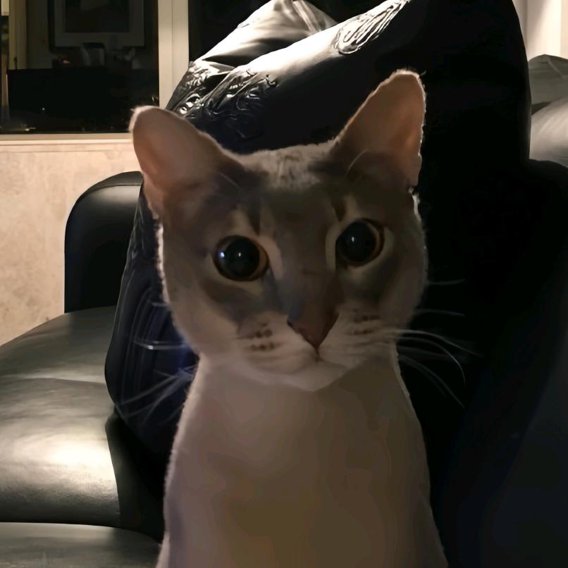 小狗吃酸菜