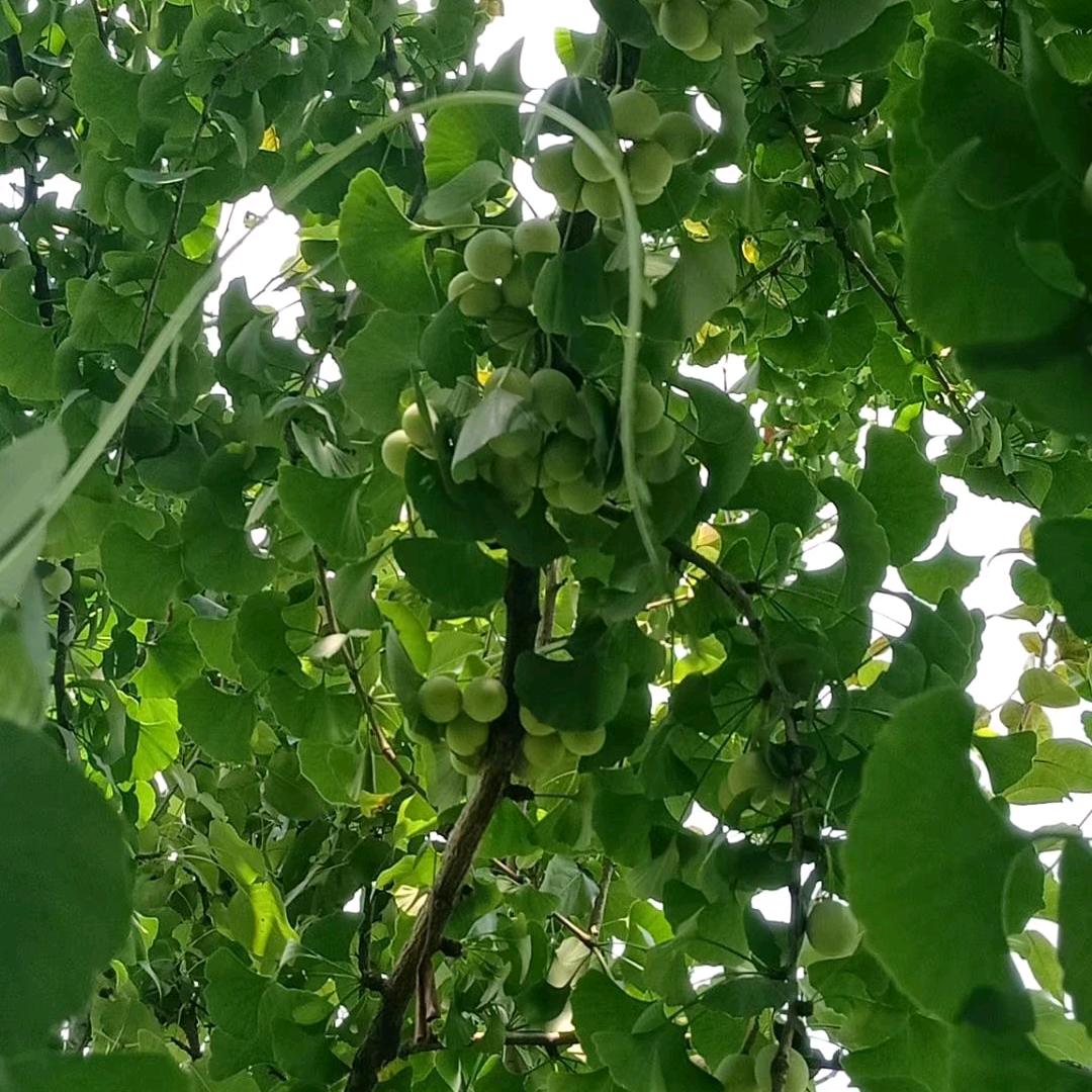 项                 雷