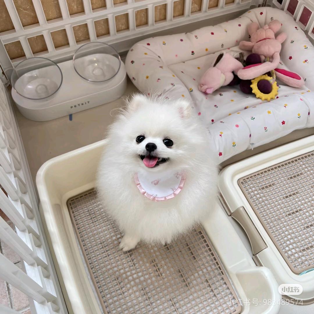 糯米团子♡´･ᴗ･`♡