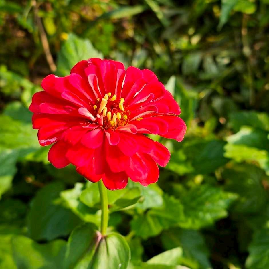 花开富贵.