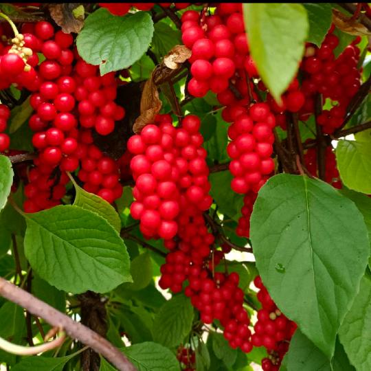 批五味子干果，原液