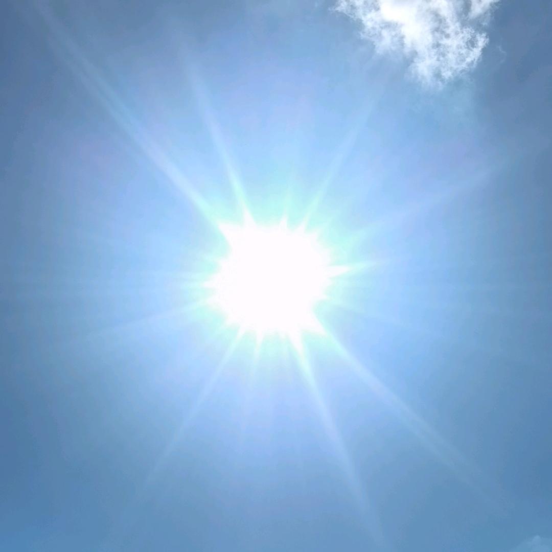 没有口袋的袋鼠