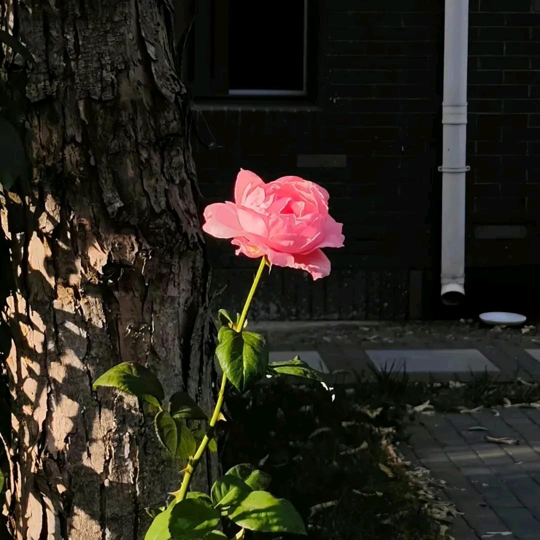 谭工