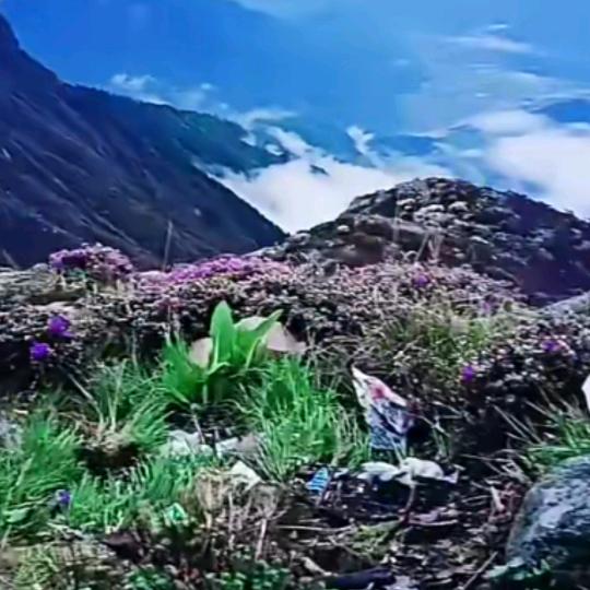 果基阿支莫