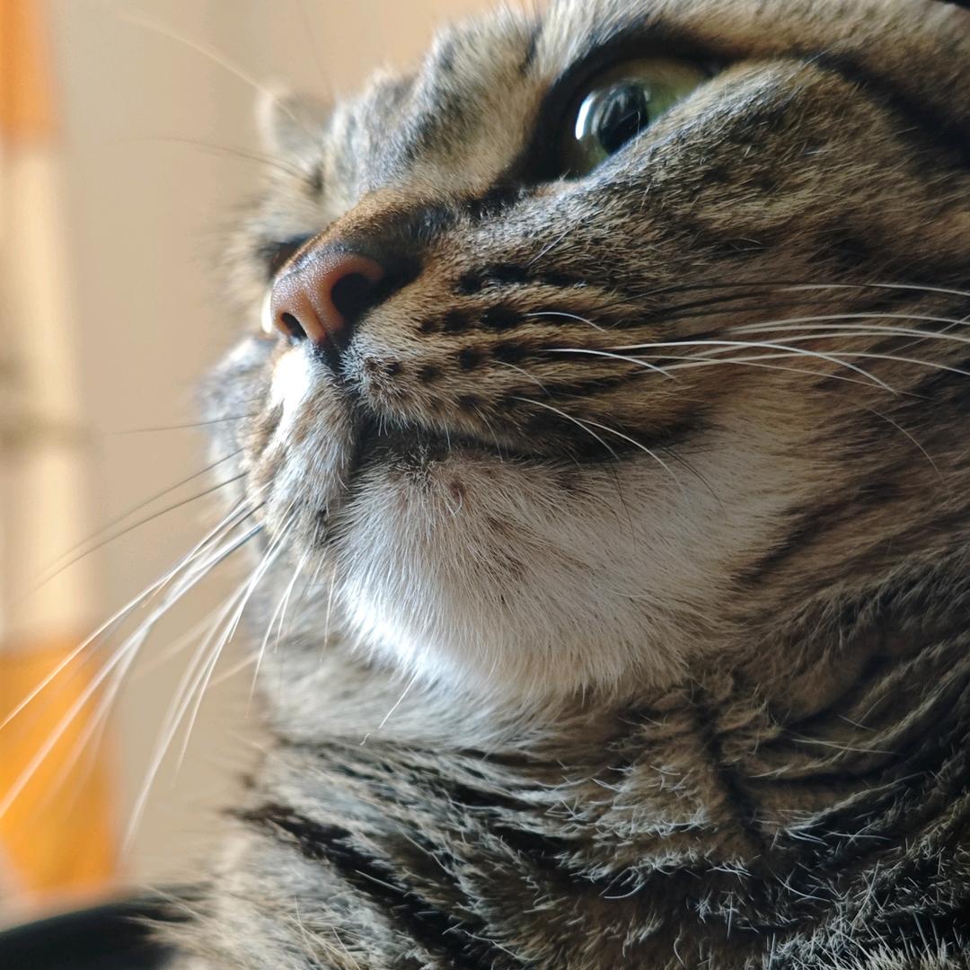 在地球当NPC的小猫猫