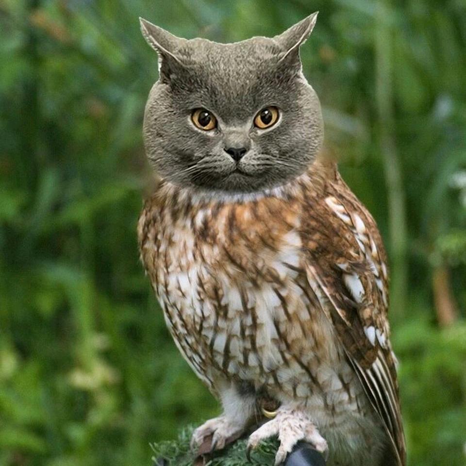 猫头鹰