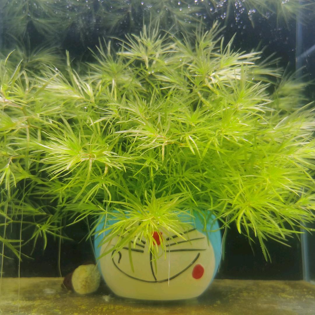 豚哥🐬爱养鱼